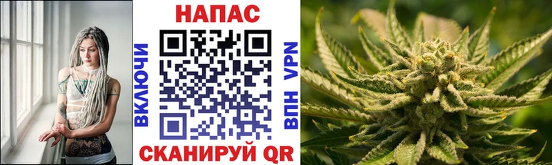 Канабис сатива  Далматово 
